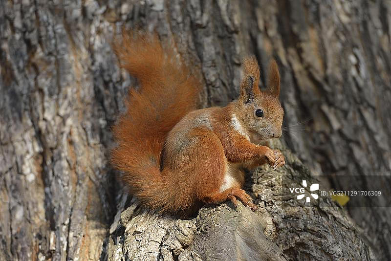 德国萨克森州秋季树上觅食的红松鼠图片素材