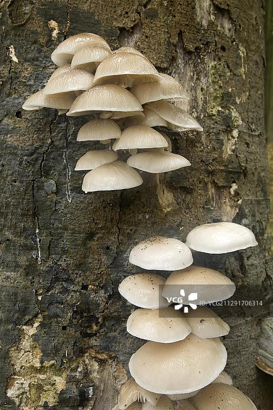 瓷光小菇图片素材