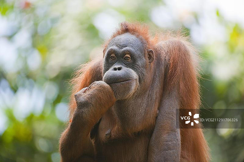 苏门答腊猩猩图片素材