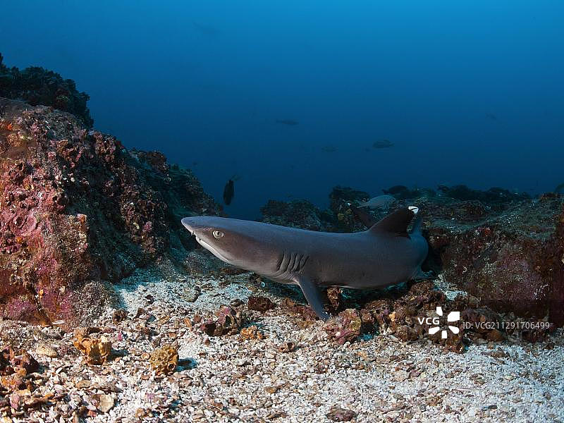 哥斯达黎加科科斯岛的白鳍礁鲨图片素材
