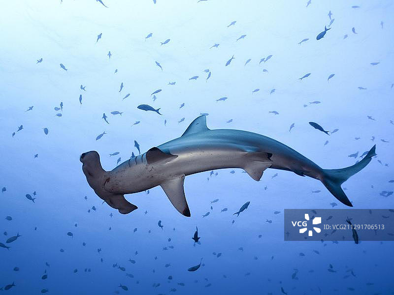 科科斯岛的扇形锤头鲨图片素材