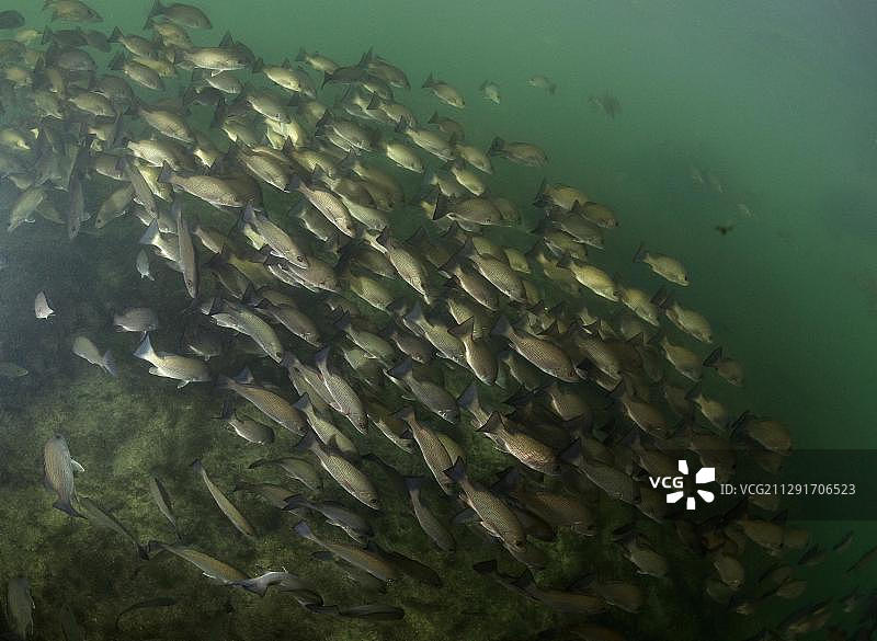 北美洲美国佛罗里达州水晶河的灰笛鲷鱼群图片素材