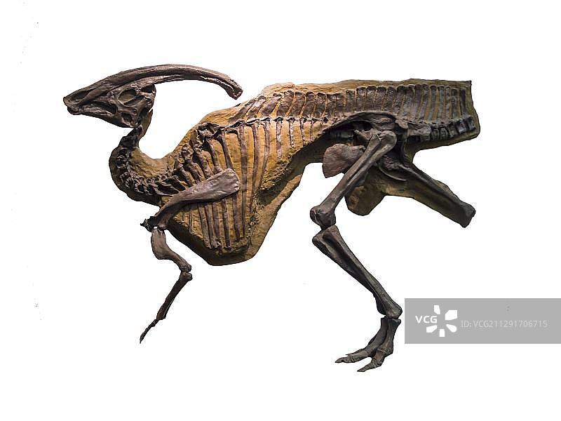 加拿大出土的副栉龙骨骼（鸟脚亚目恐龙，白垩纪晚期）图片素材