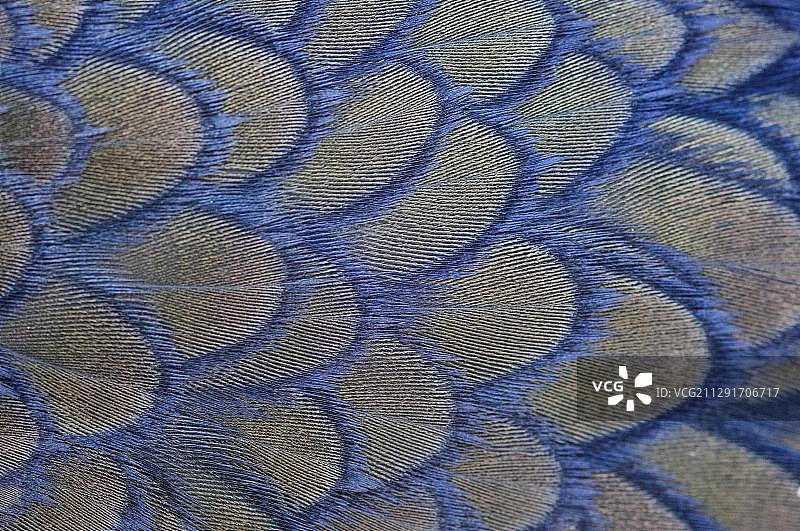 鸬鹚羽毛特写，好望角自然保护区，南非图片素材