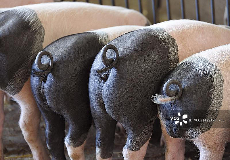 德国欧洲的家猪（Sus srofa domestica）图片素材