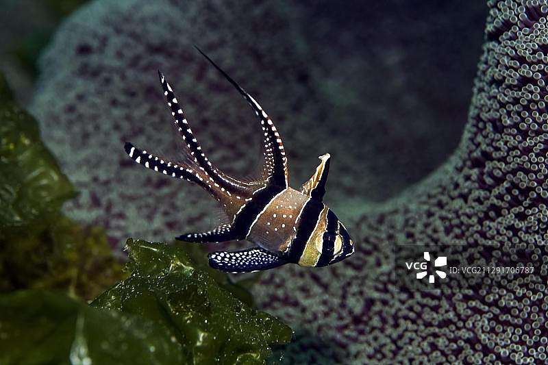 邦盖海 cardinalfish，印度尼西亚巴厘岛 Secret Bay，亚洲图片素材