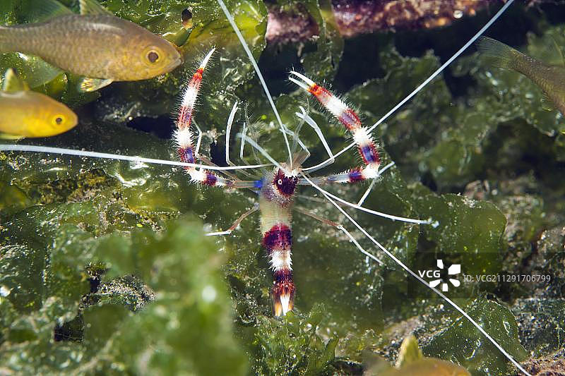 带状珊瑚虾，印度尼西亚巴厘岛秘境湾，亚洲图片素材