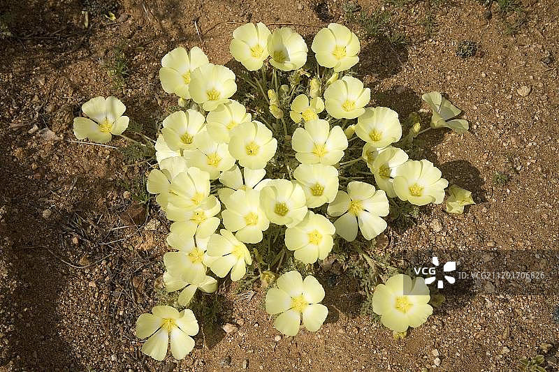 皮茨诺（矮生格里柳姆），戈加布自然保护区，纳马夸兰，南非，非洲图片素材