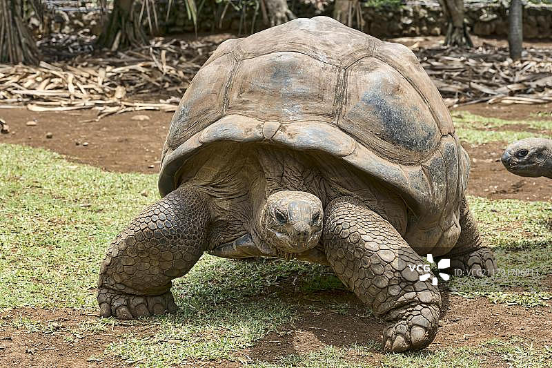 非洲毛里求斯La Vanille保护区内的阿尔达布拉巨龟图片素材