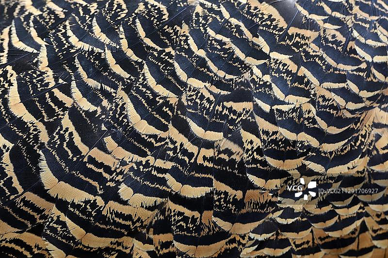 大鸨（Otis tarda）雄鸟羽毛细节，勃兰登堡，德国，欧洲图片素材