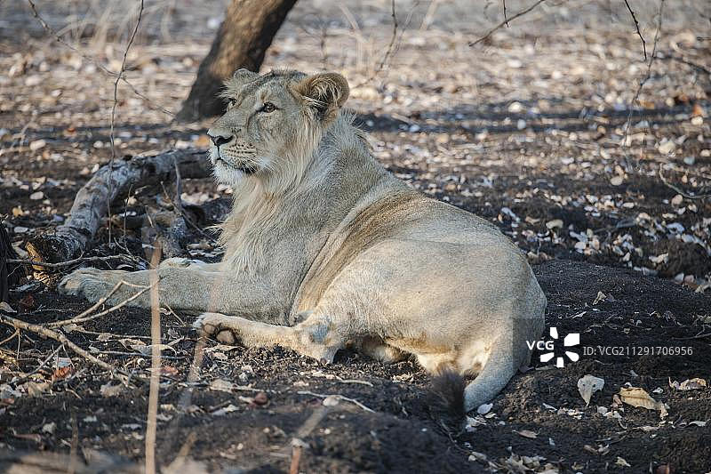 亚洲狮（波斯豹狮），幼年雄性，吉尔森林国家公园，印度古吉拉特邦图片素材