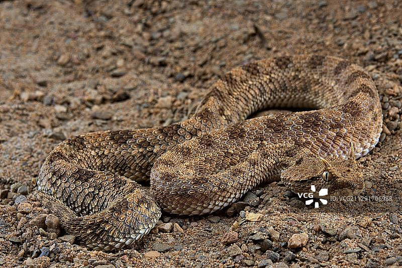 角蝰蛇（Cerastes cerastes），伪装在土壤上，埃及，非洲图片素材