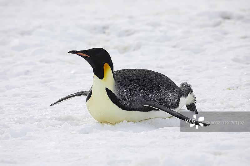 南极洲威德尔海的皇帝企鹅在冰面上滑行图片素材