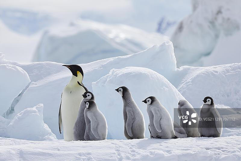 帝企鹅和幼崽，雪丘岛，威德尔海，南极洲图片素材