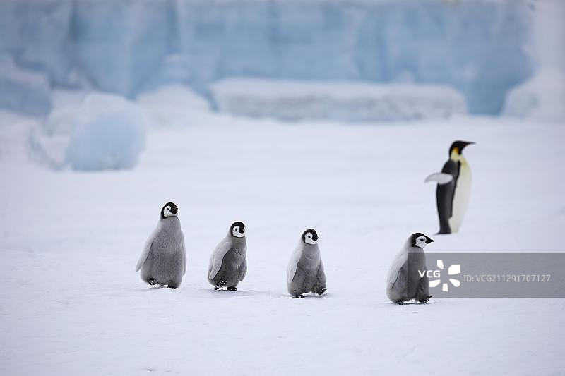 南极洲威德尔海雪山岛帝企鹅图片素材
