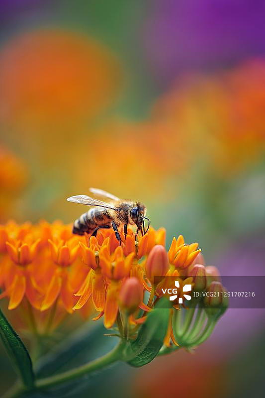 蜜蜂（Apis mellifera）在蝴蝶草橙色花朵上采蜜，奥地利施蒂利亚图片素材
