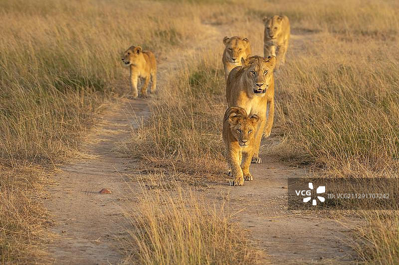 母狮（Panthera leo）与幼崽在肯尼亚马赛马拉的道路上奔跑图片素材
