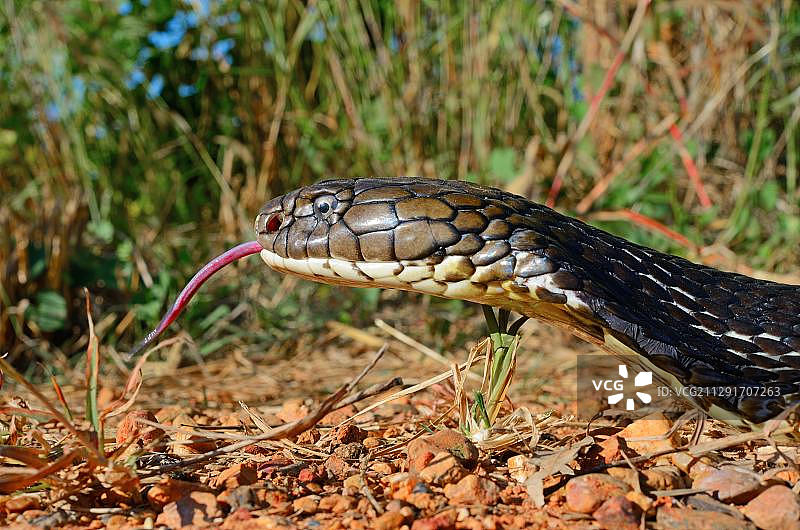 眼镜王蛇动物写真（泰国，亚洲）图片素材