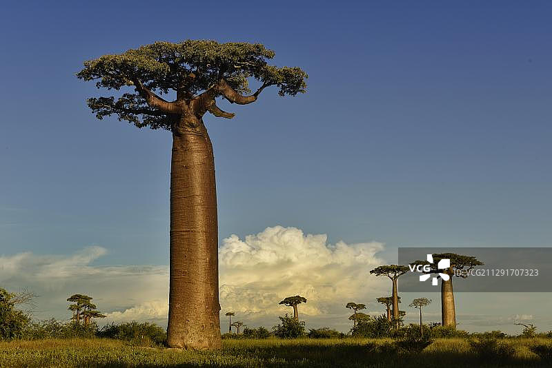 马达加斯加猴面包树大道图片素材