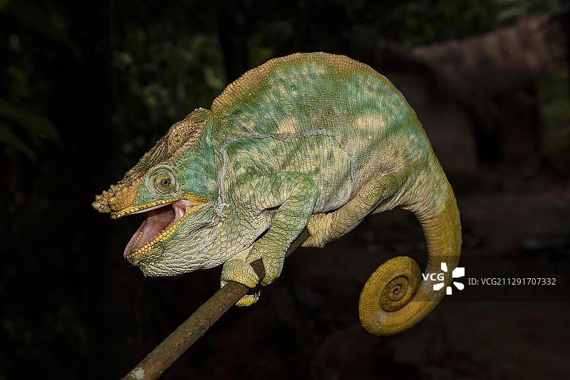 非洲马达加斯加昂达西贝曼塔迪亚国家公园的帕森变色龙图片素材