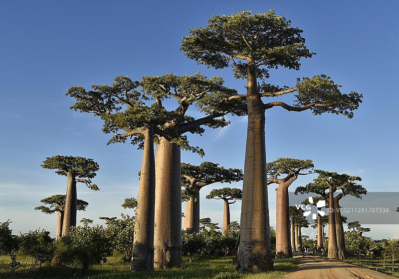 马达加斯加莫隆达瓦附近的猴面包树图片素材