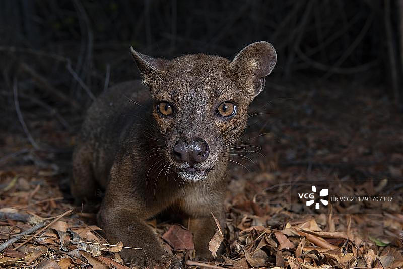 非洲马达加斯加西部干燥森林中的马岛獴图片素材