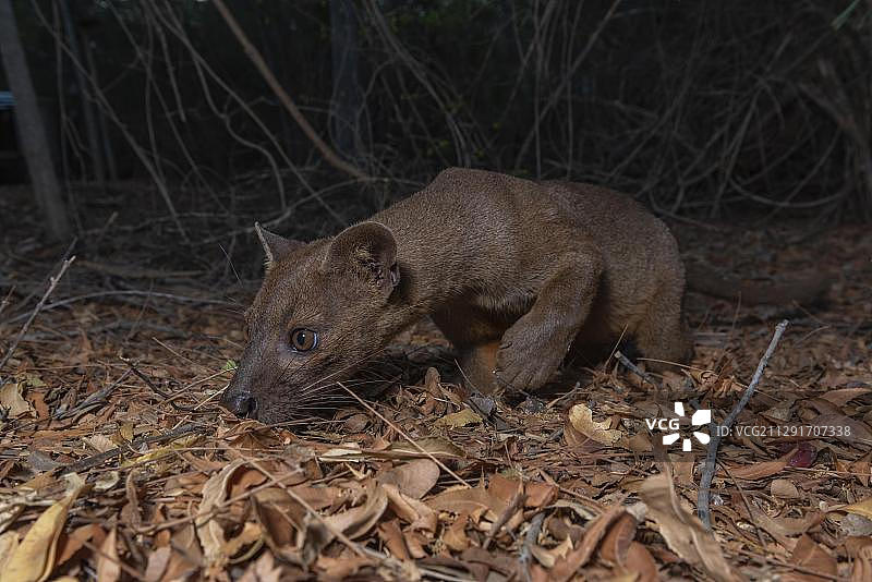 非洲马达加斯加西部干燥森林中的马岛獴图片素材
