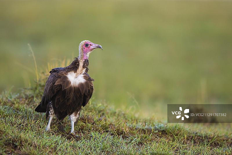 非洲肯尼亚马赛马拉国家保护区棕榈鹫图片素材