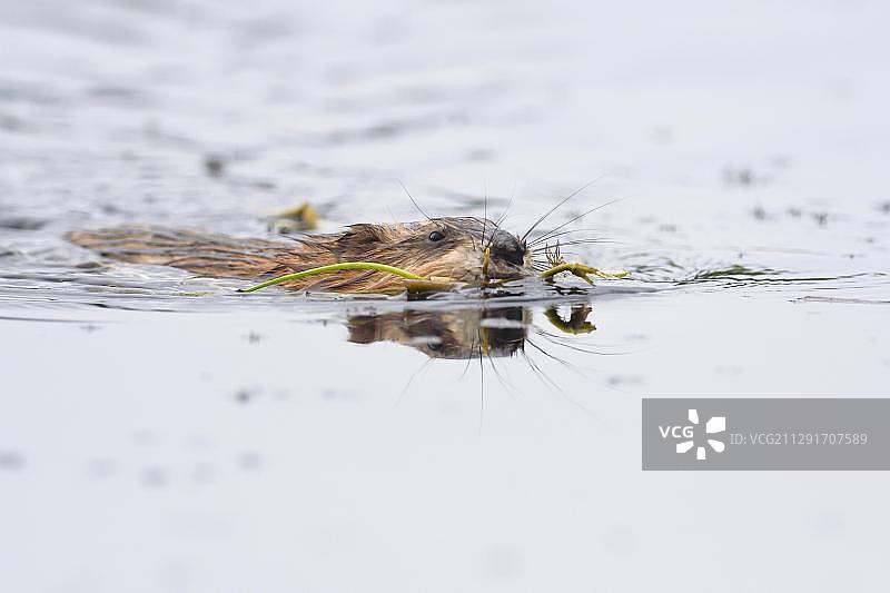 麝鼠(Ondatra zibethicus)嘴里叼着植物漂浮在水中，用于建造，奥地利蒂罗尔，欧洲图片素材