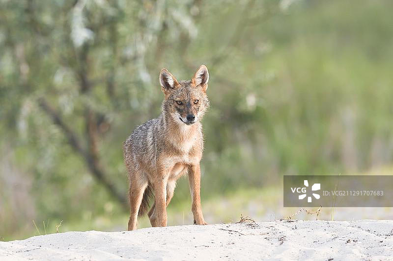 金胡狼（Canis aureus），多瑙河三角洲，罗马尼亚，欧洲图片素材