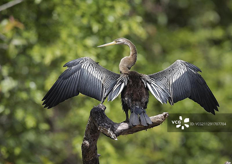 蛇鹈在京那巴当岸河畔晾晒翅膀（马来西亚沙巴，婆罗洲）图片素材