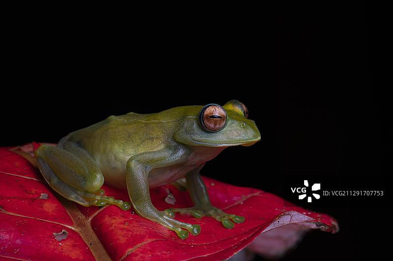 安卡法纳亮眼蛙坐红叶，马达加斯加琥珀山国家公园图片素材