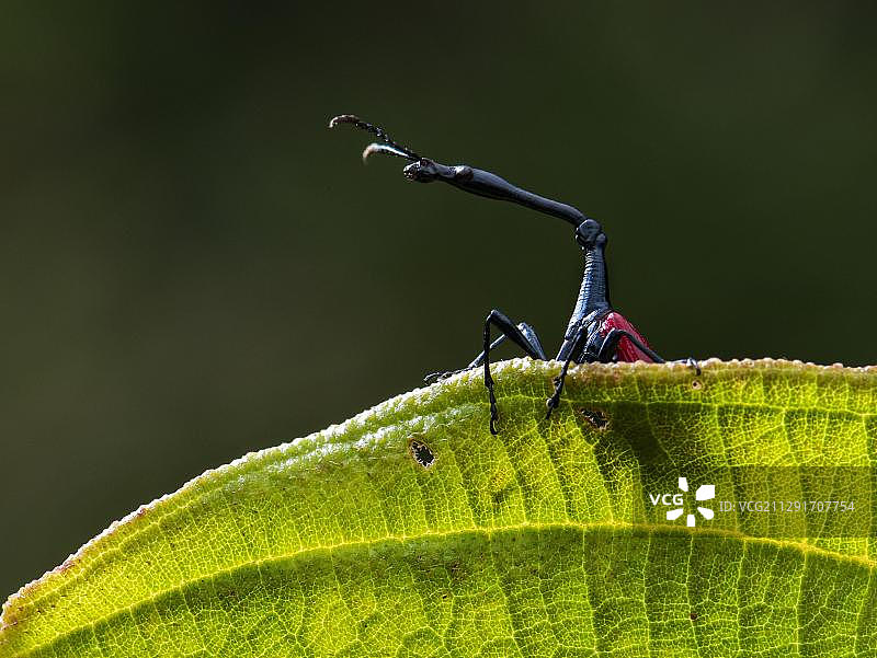 长颈鹿象鼻虫，位于非洲马达加斯加图片素材