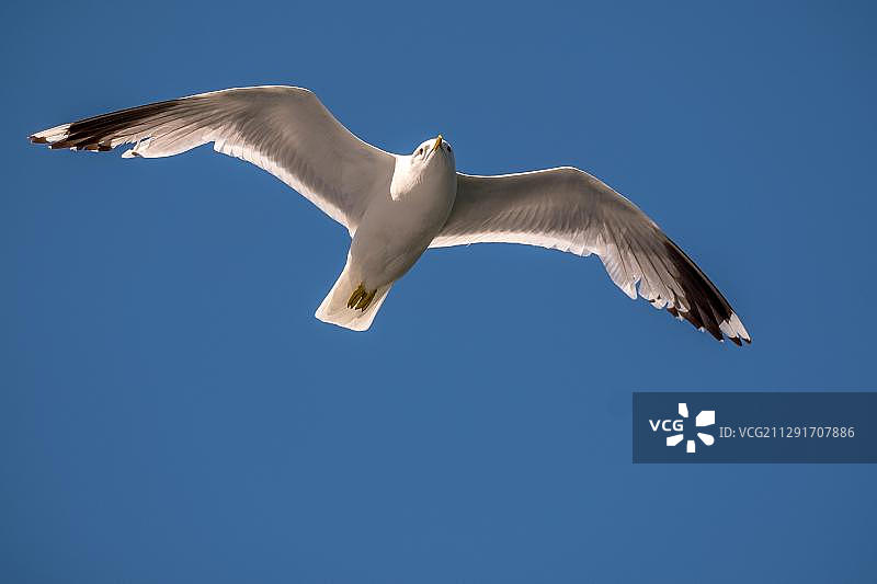 翱翔的罩袍鸥，蓝色天空，挪威松恩峡湾图片素材