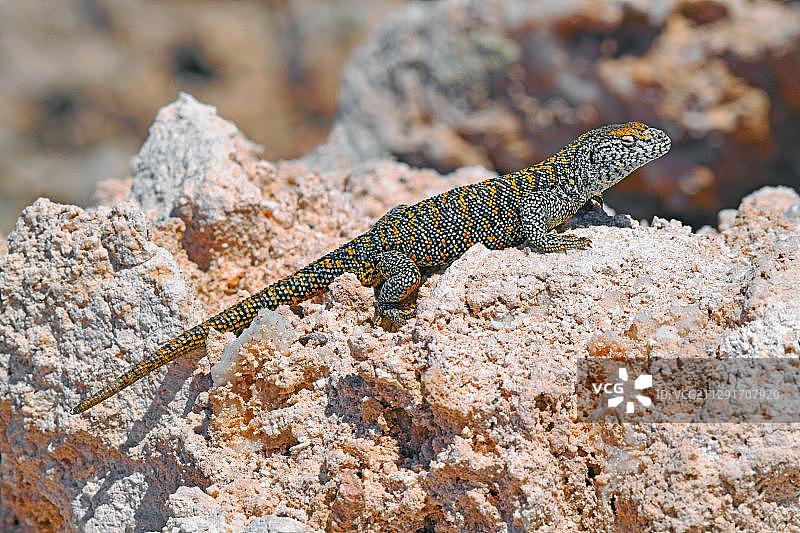 智利阿塔卡马盐沼的费边蜥蜴图片素材