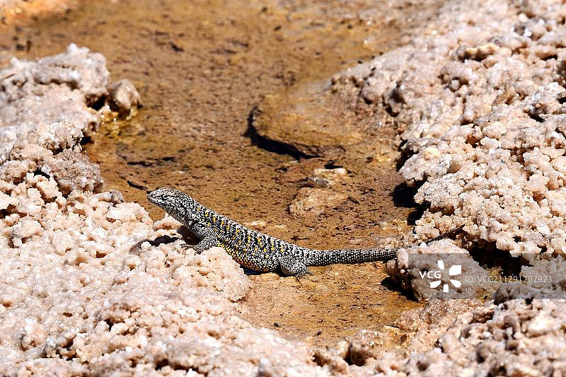 智利阿塔卡马盐沼的费边蜥蜴图片素材