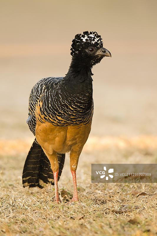 裸脸蕉鸠，雄性，潘塔纳尔湿地，马托格罗索州，巴西，南美洲图片素材