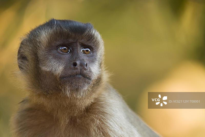 簇绒卷尾猴，动物肖像图片素材
