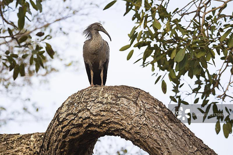铅色朱鹭：站在树枝上，巴西图片素材