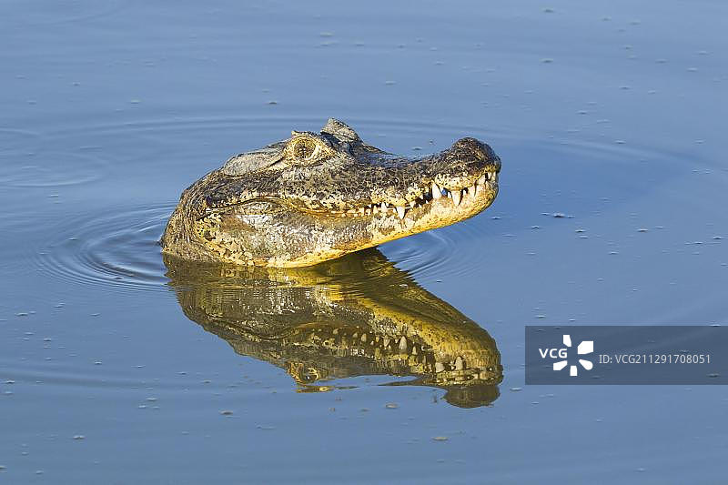 巴拉圭凯门鳄水面倒影动物写真（巴西马托格罗索潘塔纳尔湿地）图片素材
