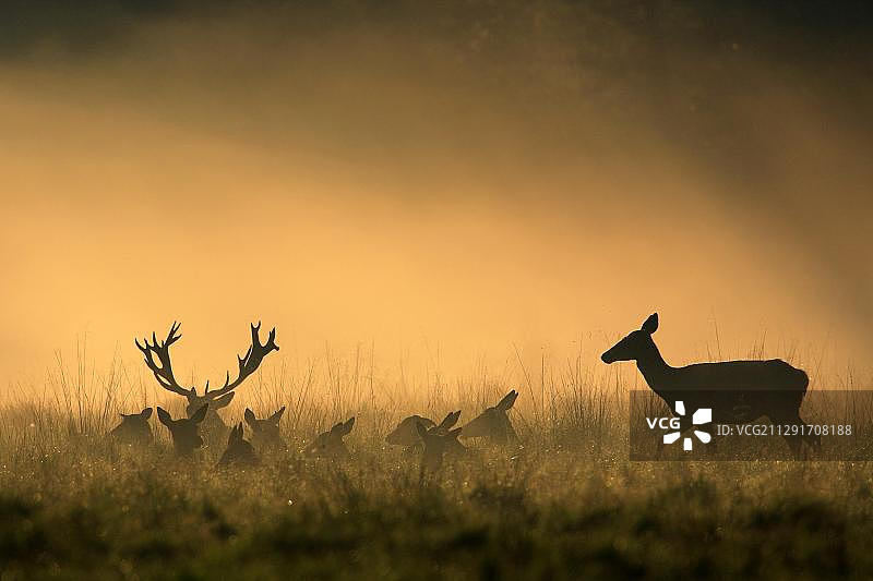 笼罩在丹麦晨雾中的红鹿群图片素材