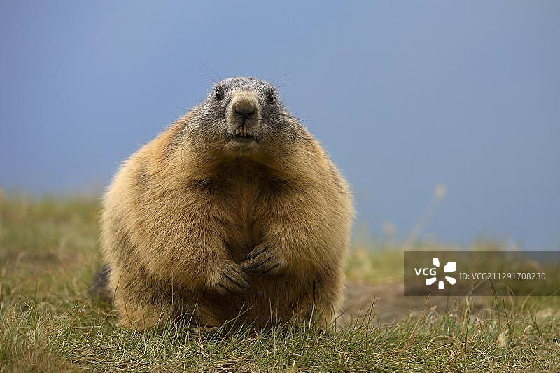 阿尔卑斯旱獭，奥地利 Hohe Tauern 国家公园图片素材