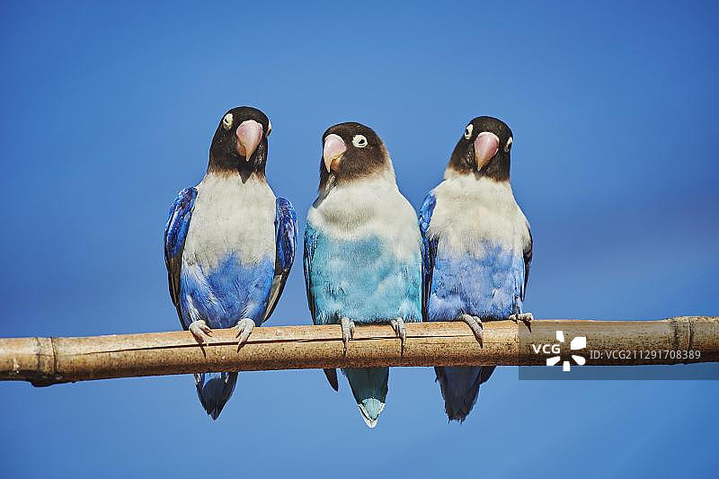 三只黄领情侣鹦鹉，圈养，夏威夷，美国图片素材