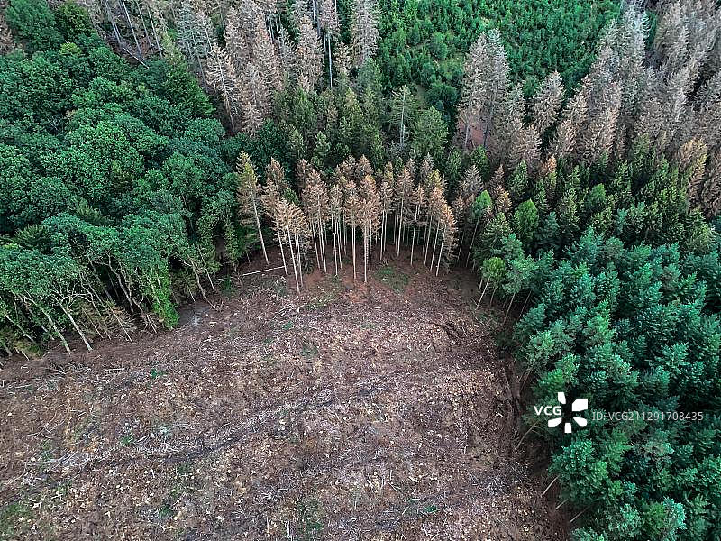 德国阿恩斯贝格森林自然公园的森林破坏图片素材