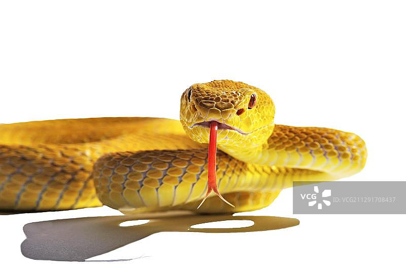 白唇岛蝮蛇，动物肖像，白色背景，人工饲养，印度尼西亚，亚洲图片素材