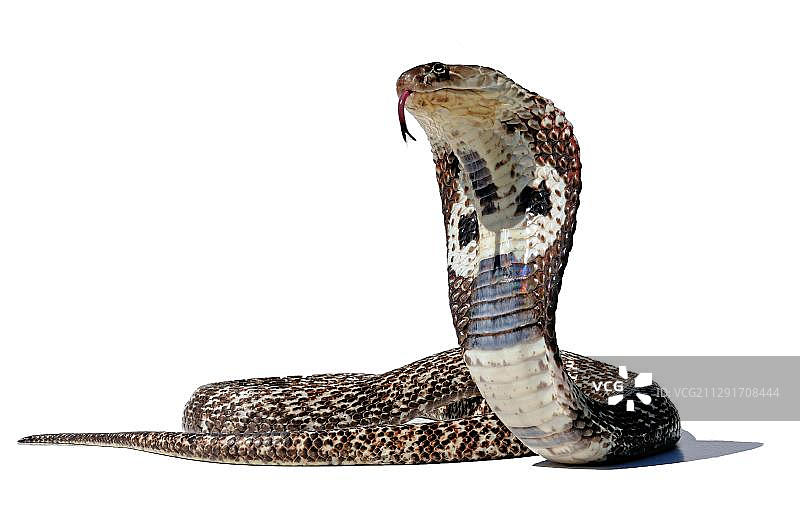 印度眼镜蛇（Naja），白色背景，圈养，印度，亚洲图片素材