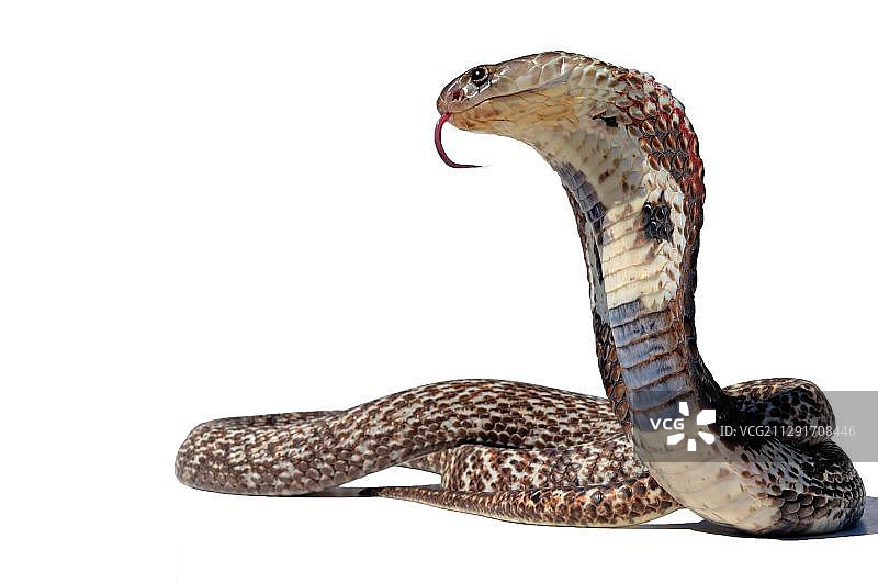 印度眼镜蛇（Naja），白色背景，圈养，印度，亚洲图片素材