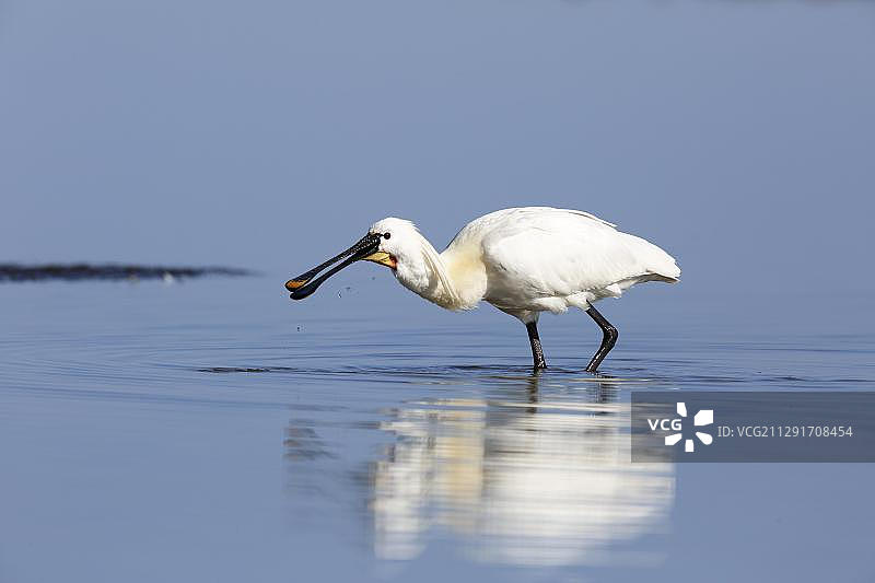 在德国下萨克森瓦登海国家公园觅食的普通琵鹭图片素材