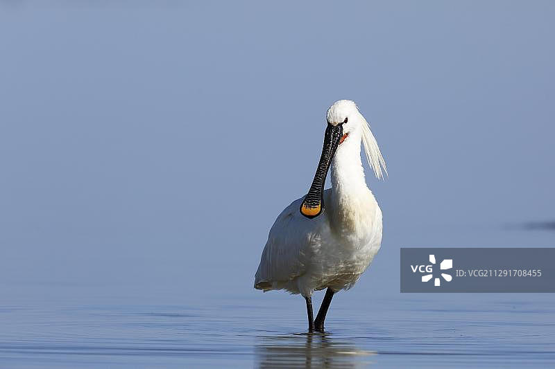 在德国下萨克森瓦登海国家公园觅食的普通琵鹭图片素材