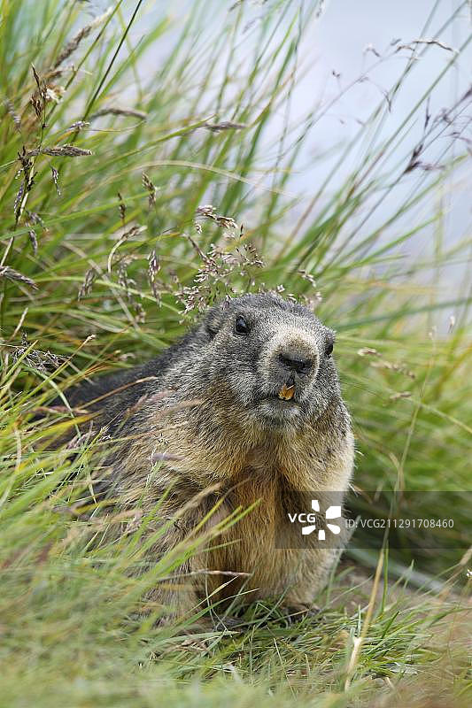 阿尔卑斯旱獭，奥地利 Hohe Tauern 国家公园图片素材